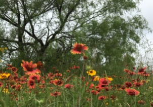 Spring Indian blankets under mesquite tree